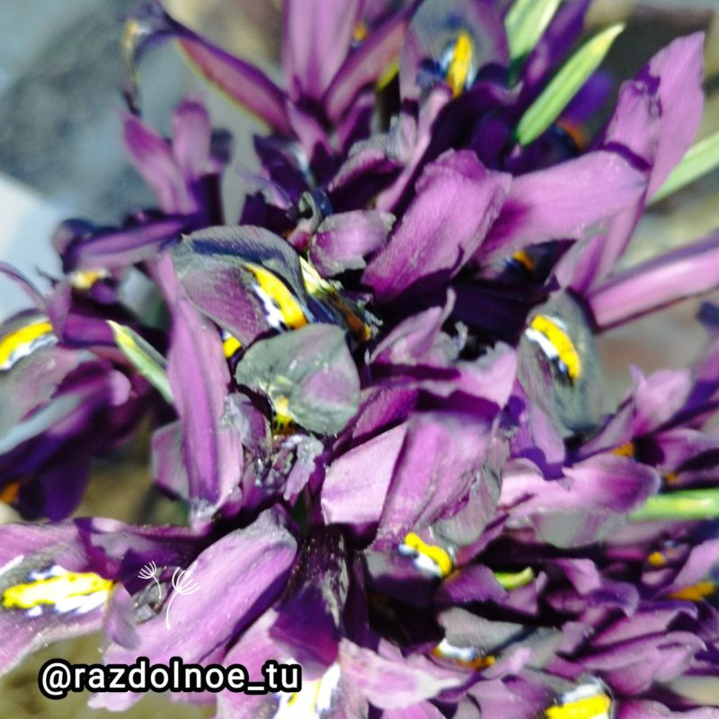 ����� ��� ���� ����� ������, ������ � ��������������