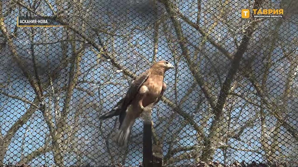 ���������� ���������� "�������-����" ��������� � ��������