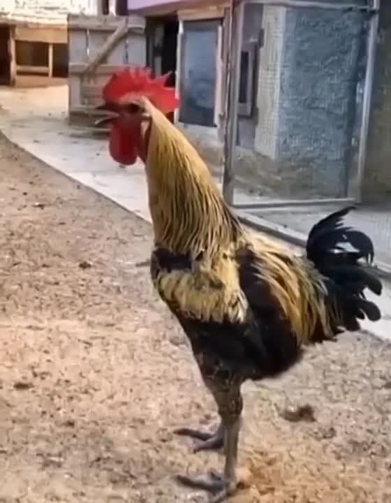 �������� �������