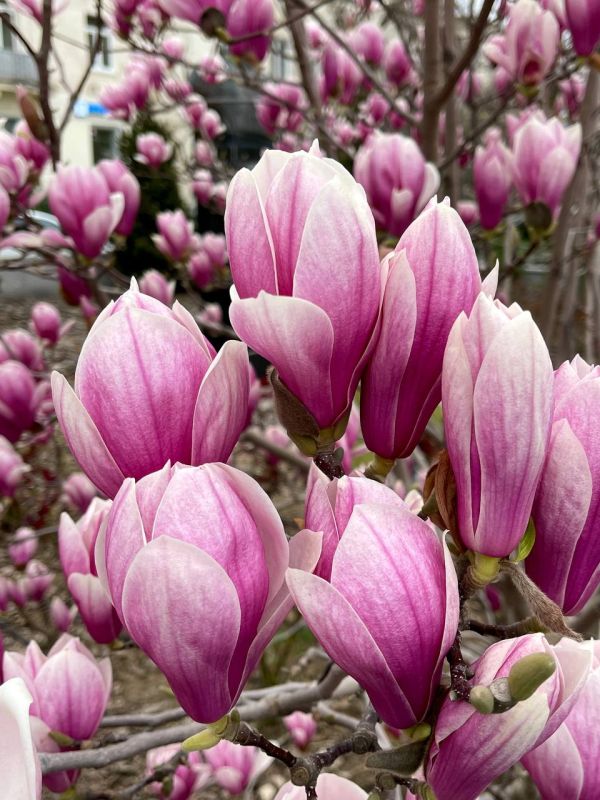 � ������ �����, �����������!