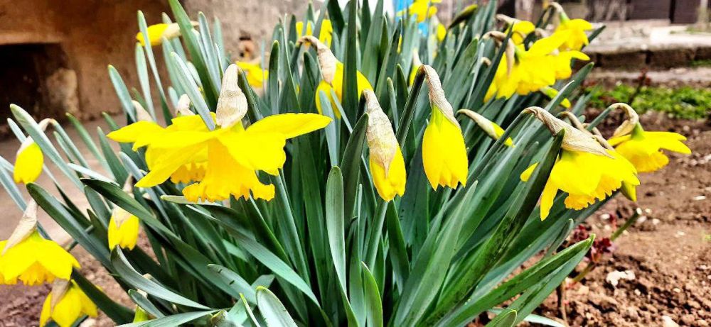 � ����������� ������������� ������������ ������ �������� �����