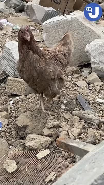 � ��������� �� ��� ������� ������� ����� ������������ "�����"