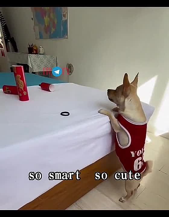 ���� ������� ������, ������!