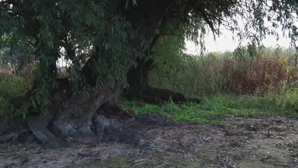 ������� ���� ����������� (�����������, 28 �����)