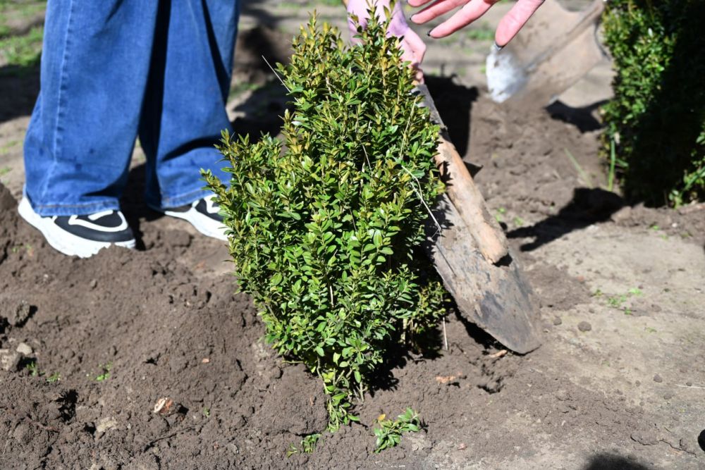 � ���� ������ ����� �� ���������� ���������� ����� �1 �������� �������