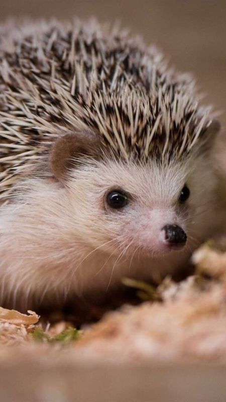 ������� ������� ���, � ����������� ����������!