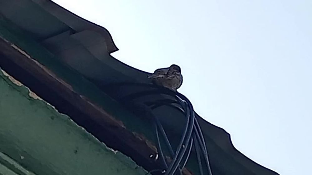 ������ ����, �����������!