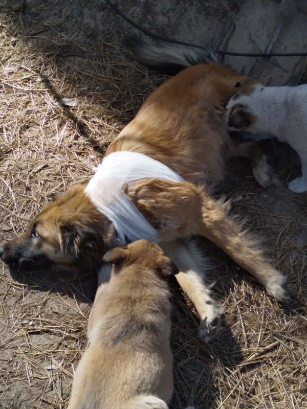 ���������� �����������. ���������� ����� ������� �����: