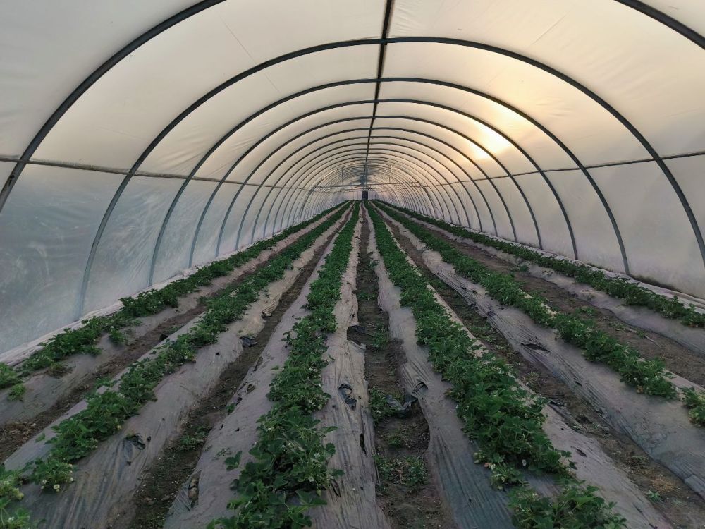 ������ ������ ����������� �������� ��������� �� ���������� ���������