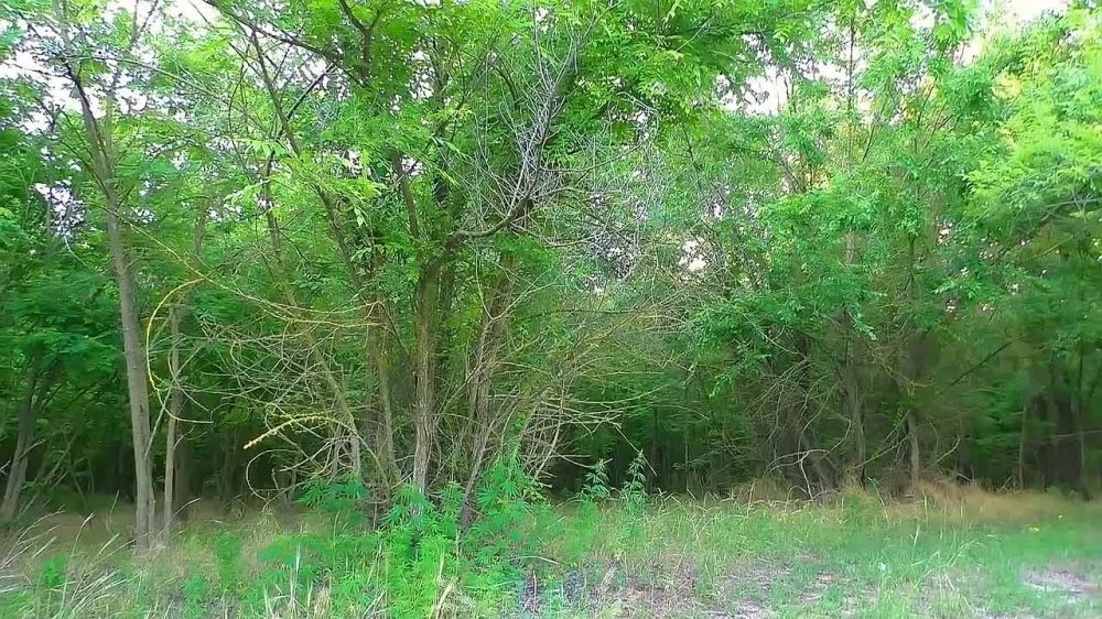 ������� ���� ����������� (�����������, 29 �����)