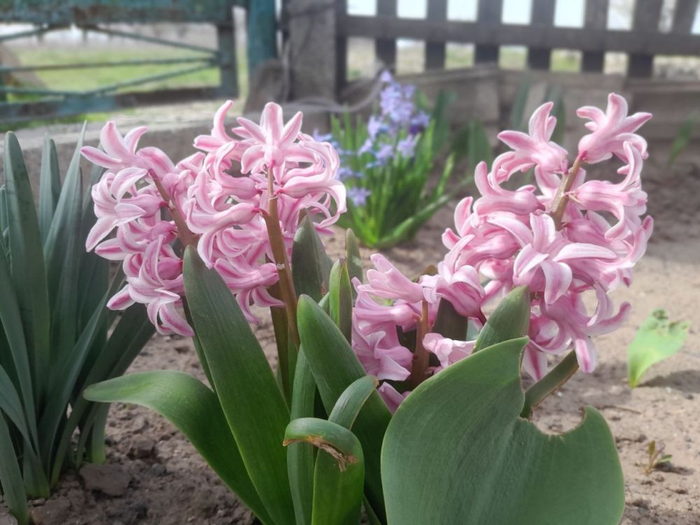 � ������ �����, �����������!