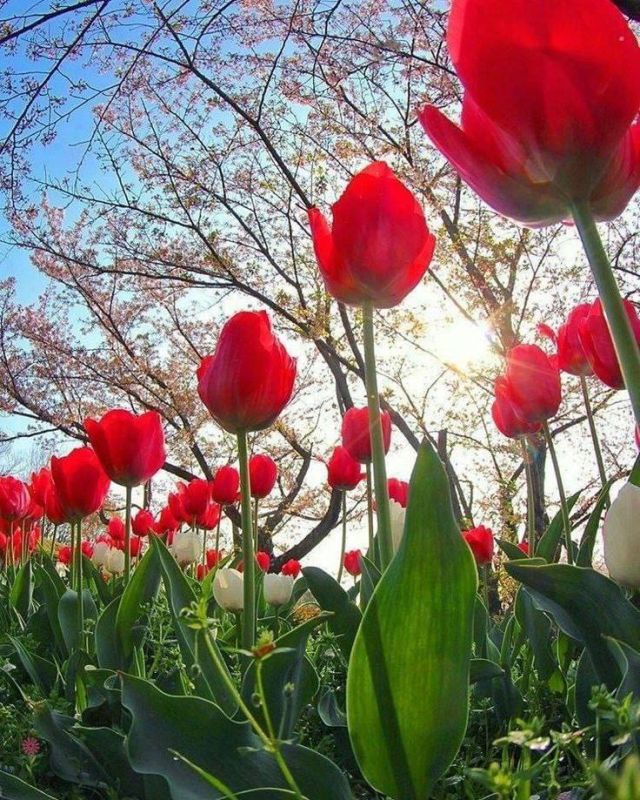 ������ ����