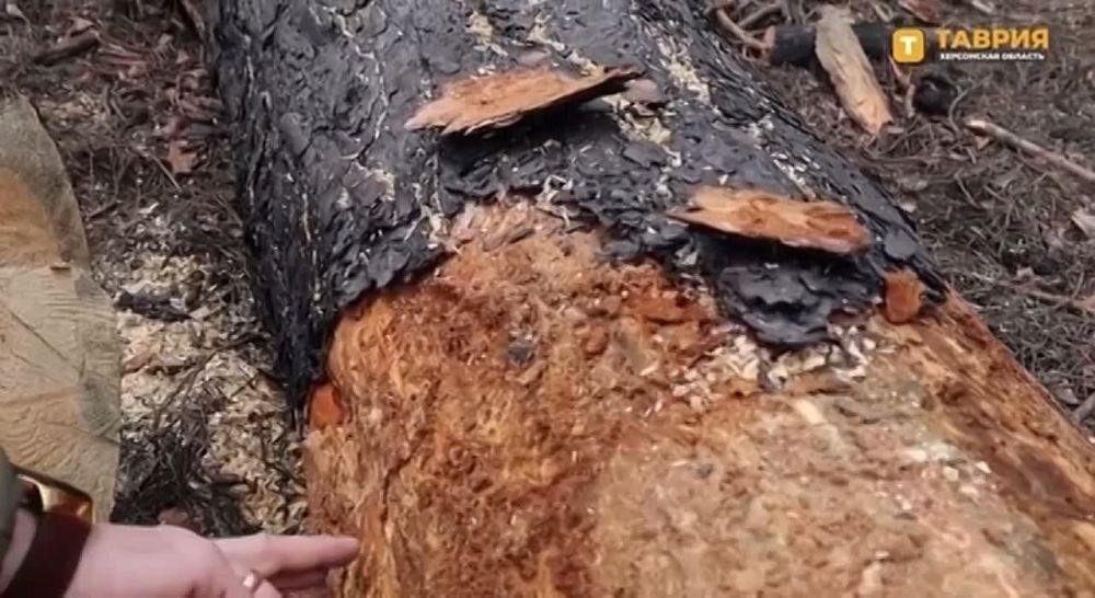 ����� � ������ ���������������� ��������������� ���������