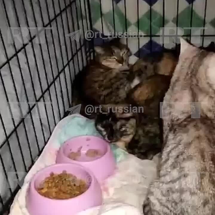 � ������������ ����������� ������� ����� ��� ��������, �������� �� ����������� ����� �����