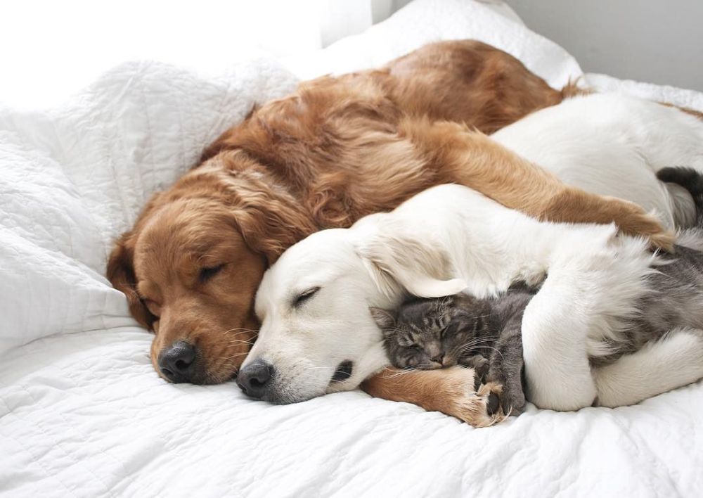 ���� ������� ������, ������!