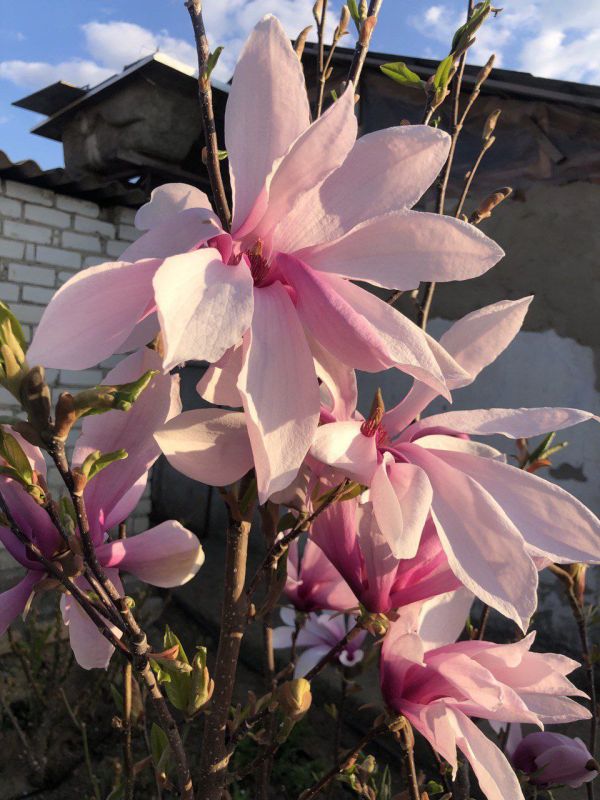 ������ ����� �� ������ ���� ��������� ���!