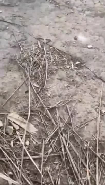 ��������, �������������� �������