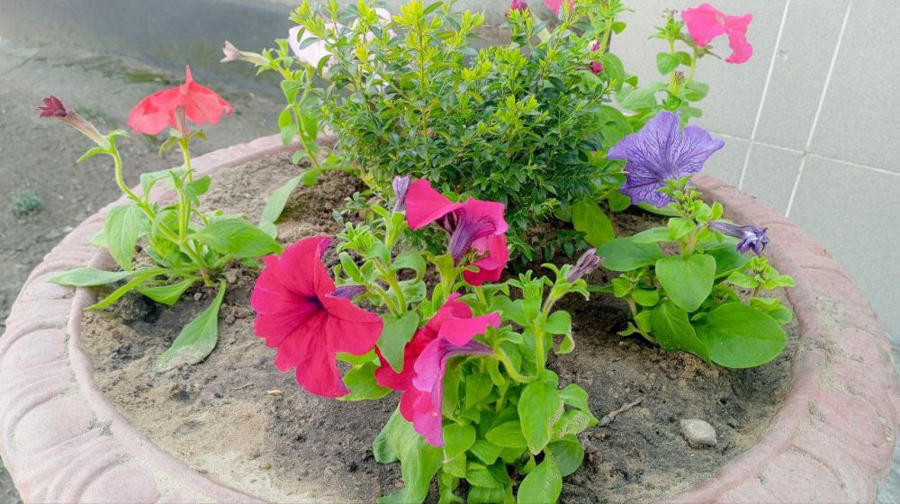 ��������� ������ ���� ������ ������� ���������