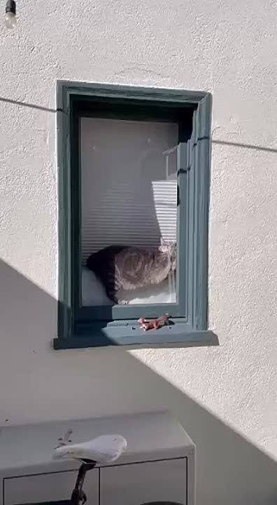 ���� �������� ���. �������� ���������, � � ������� ���