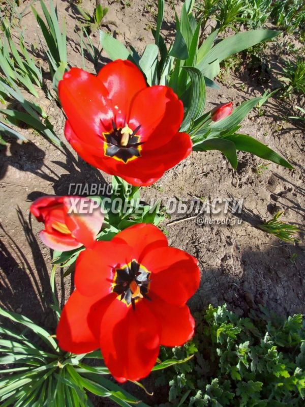 �����, ����� � ����� ������ �� ����������� �������� � ������� � �������