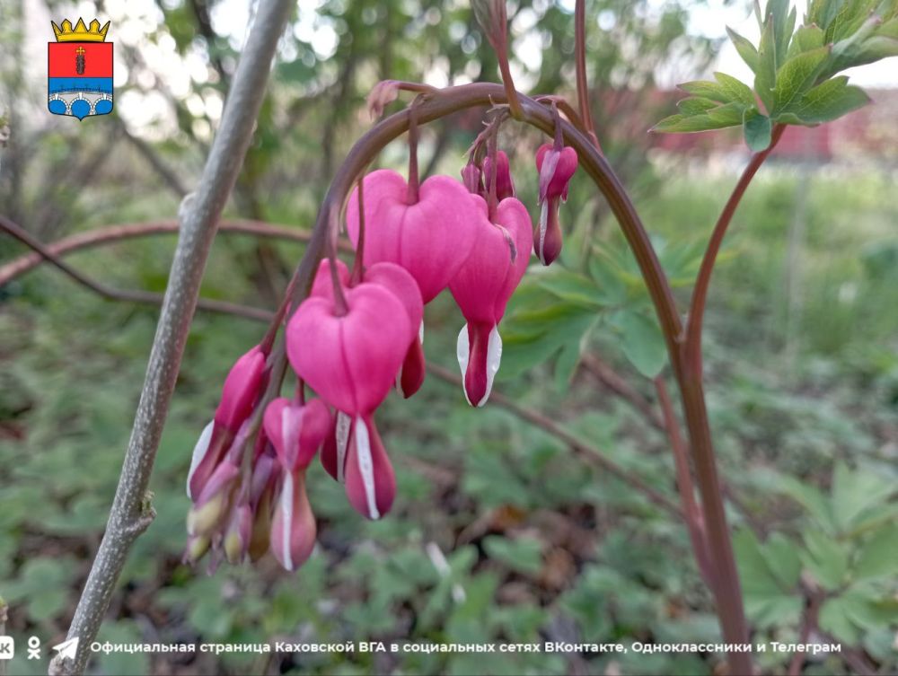 ������ ����, �������!. @VGA_Kakhovka