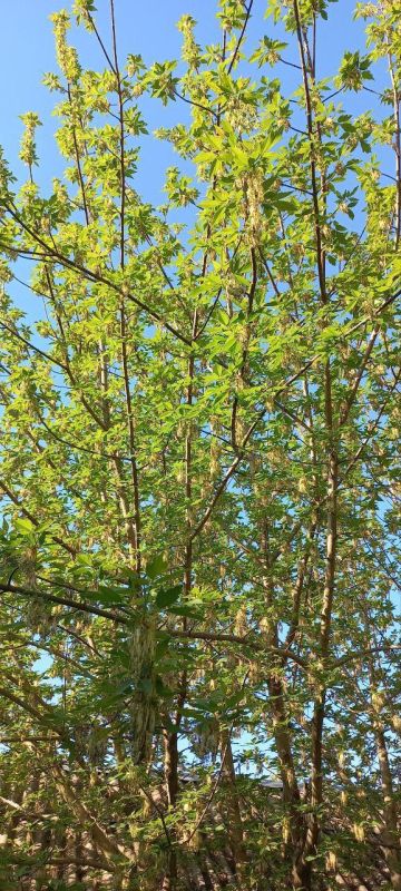 Нежных красок Чернянского теруправления добавим в этот день!