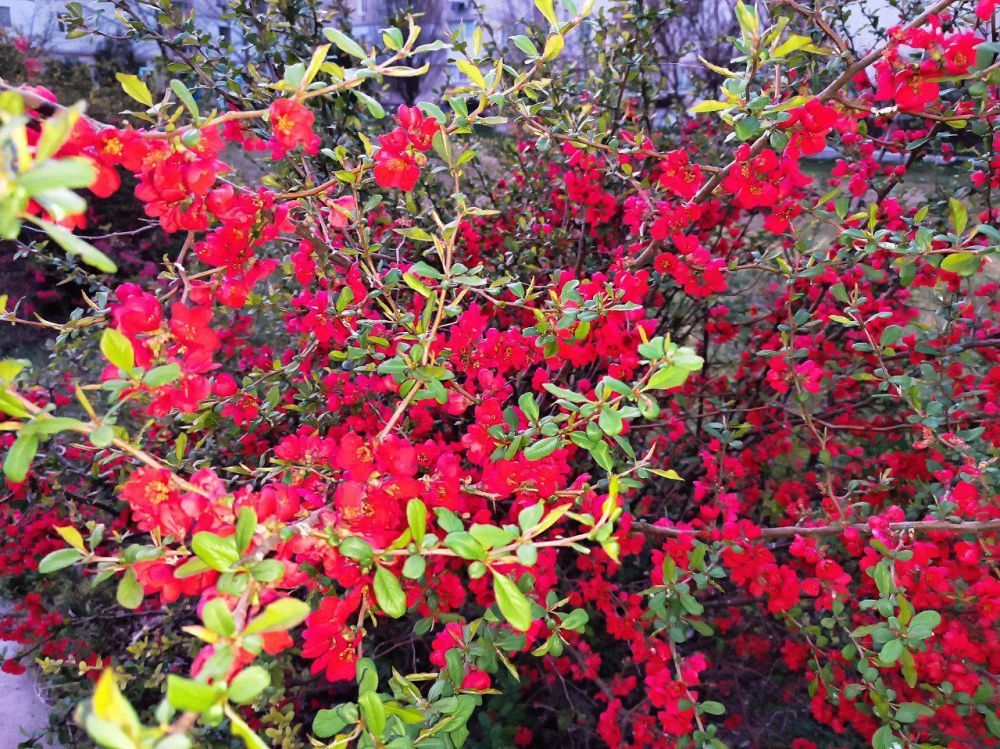 ��������� ������� ������������� ���������������� ����������