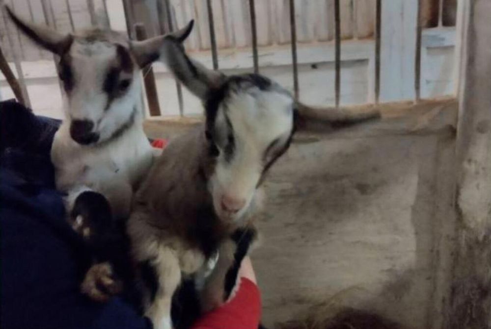 � ����������� "�������-����" �������� ������� ������