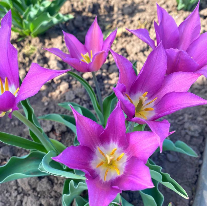 ������ �������� ������� �� ����������