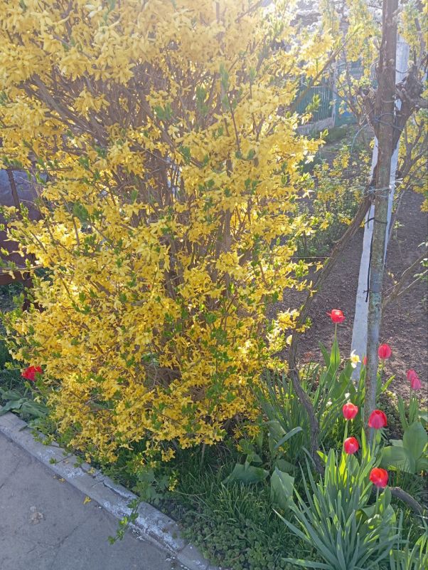 ����������� ����� ����������� ������ ��������