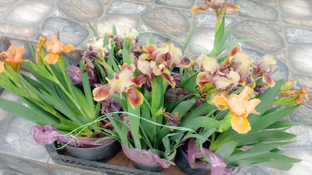 ��������� �����������: ������� ������ ��������� � �����������