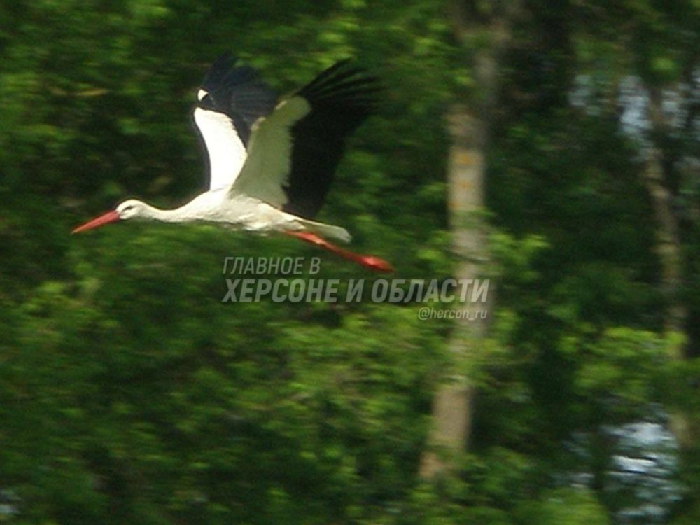 ��� �����, ����� ����� � ��� ��������� ������ ���������������� ������, �� ������� ���������� ������