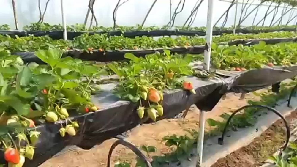 ������������� ���������� �������� ������ ��������� ��������