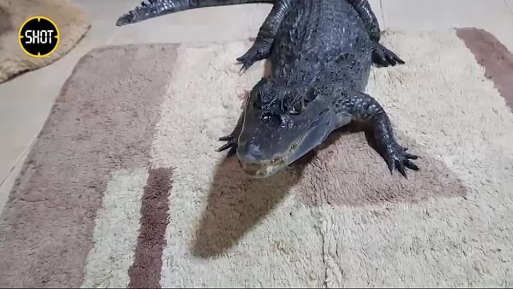 �����, ������� ����� ��-��� ��������: ��� ����� �������� ���� ����������� ������ � ��������� �� ��� ���������� ���������, ������� ����� ������ � �����, � ������� �� ���������� ������, ����� ���� ������� ���, ���� ���-�� ��������