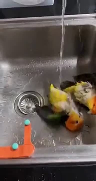 ������ ����