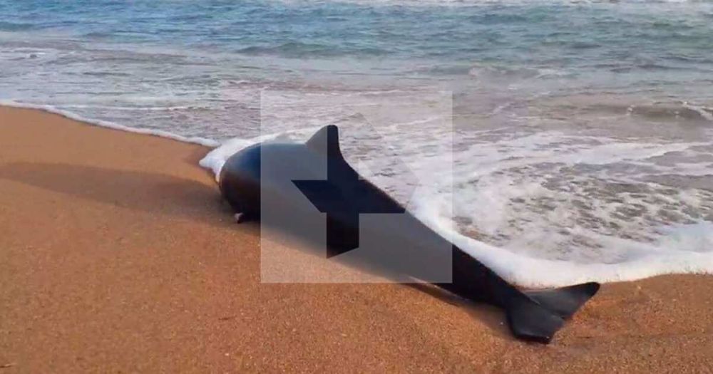 ������: ��������� � ������ ���� ����� ����� ����������� ���� ��� ��������