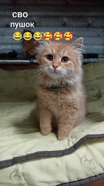 ����� �������� ����� . ���� ����� �� ���� ������� ����������, ��, ��� ������, ���������� ��� ������� �������� �� ����� �� ���������� �����: