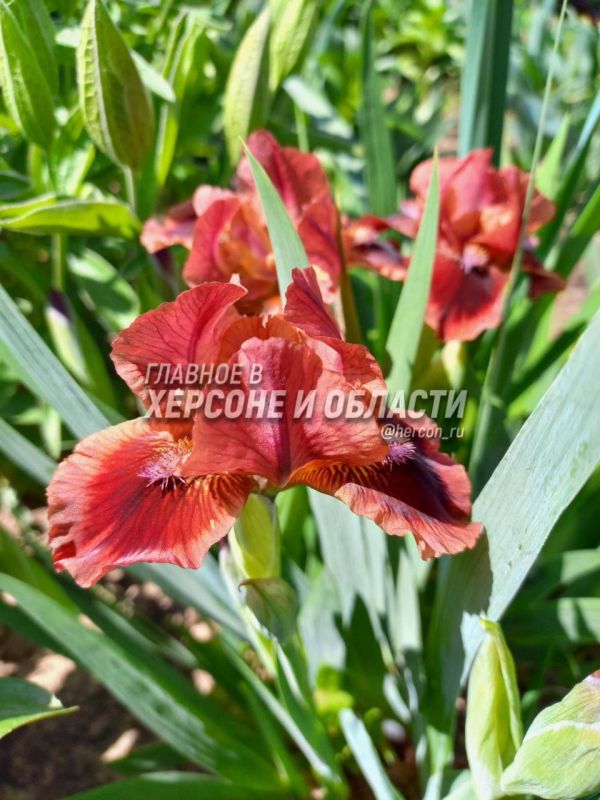 �����, ��������� � ������ � ���������� �������� � ������� � ������� ��������� ���� �������� �����