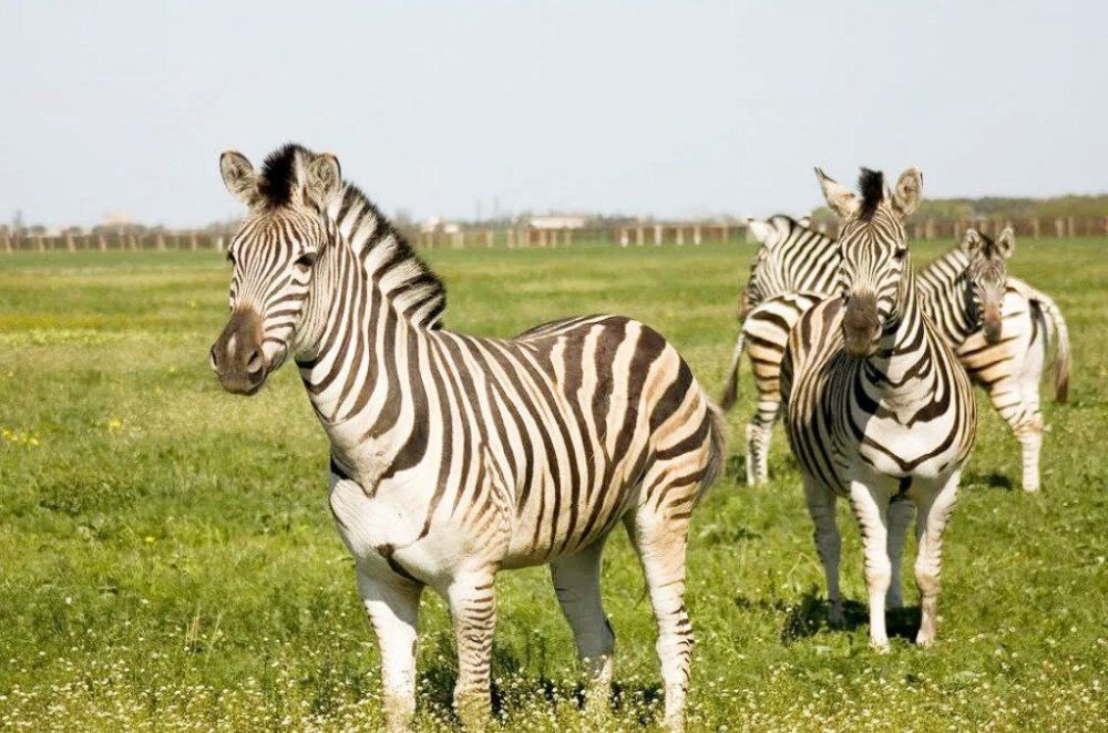 ����� ����������: ����� �� �������-���� ���������� � ������� �������