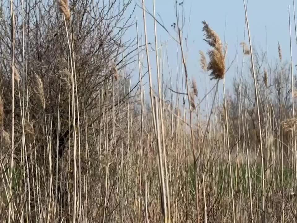 �������� ������: ��� �����-ѻ ������� ���������� ���������� �������������� ����� �������� �������� �� ������ ������ ������