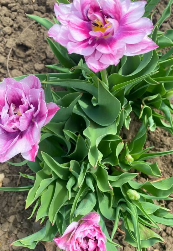 ����� � ����������. ���� �� ���� ������, �� � �����