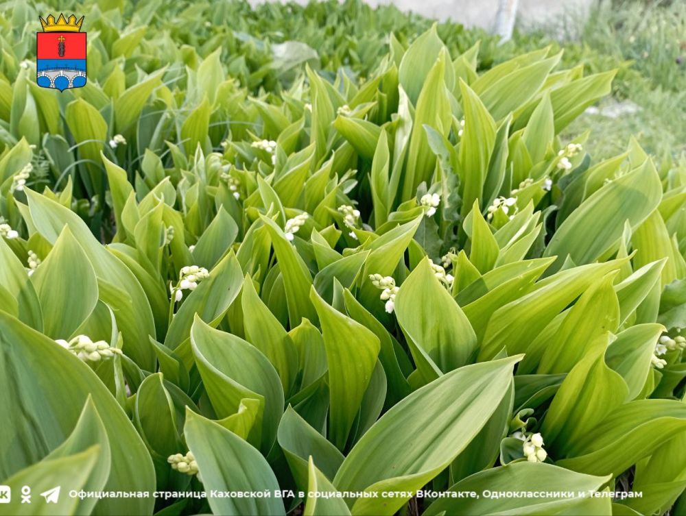 ������ ����, �������!. @VGA_Kakhovka