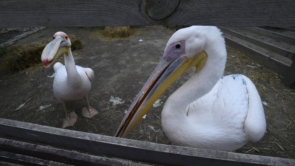 ���� ������ ����� � ���������� �������� ���� ������ ������� �������� � ����