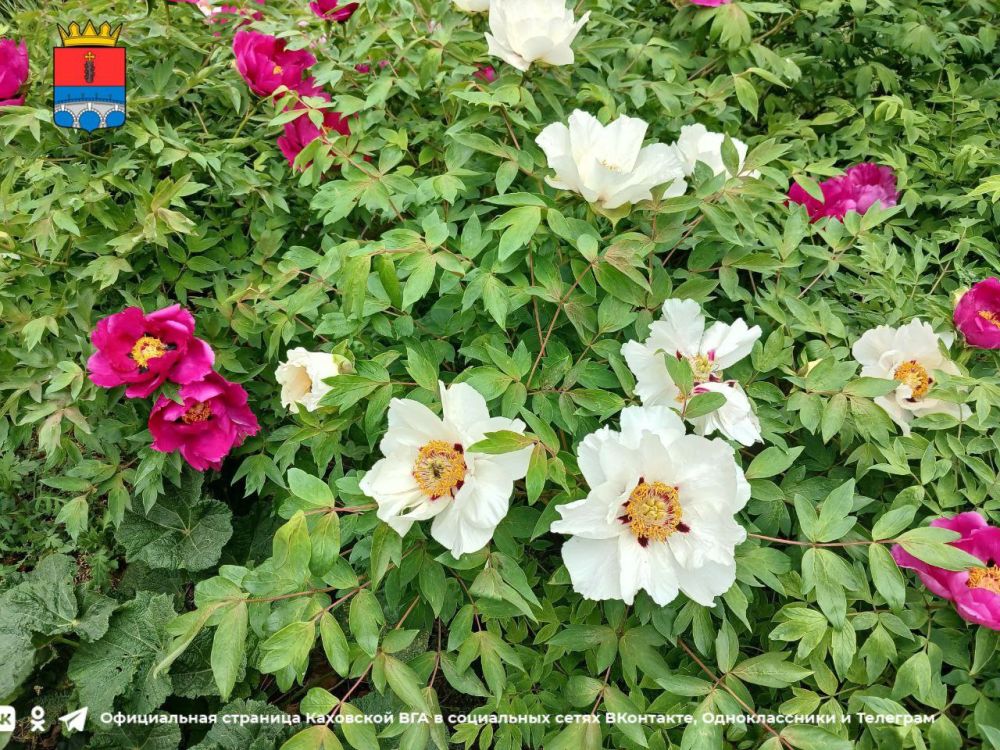 ������ ����, �������!. @VGA_Kakhovka