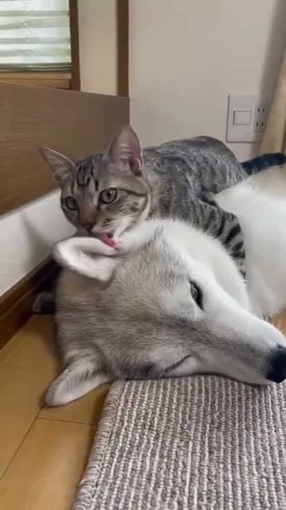 ���, �������� ������� �������, ����� �� �������� ����� ��� ����