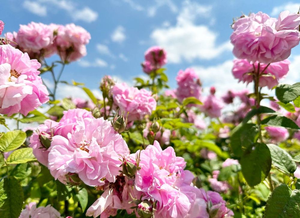 ����� ����������: ������ ���� ������!. ��� ������� ��������� ����, ���� ���������� � ���� �������� �� ��������