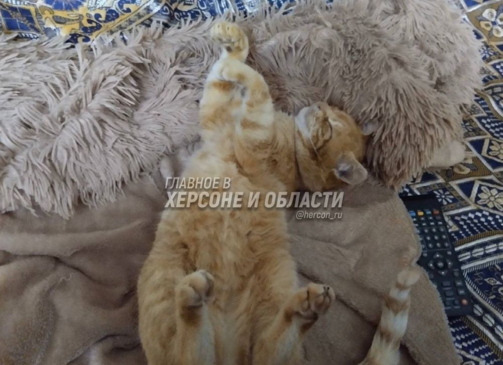 Ленивый вечер среды — наши подписчики прислали фото своего кота