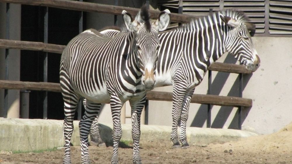 � �������� ���� �������� ������� ���������� ����� � ��� ������ �� ��������-����