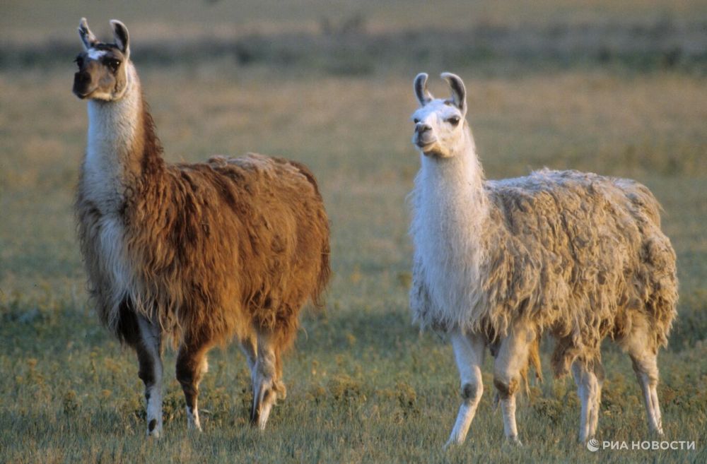 ��������� ������: ���������� "�������-����" ������� �������� ������ ���������