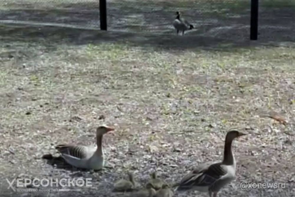 ����� ���� ����������� ����������� ��������-���� ����� ����������